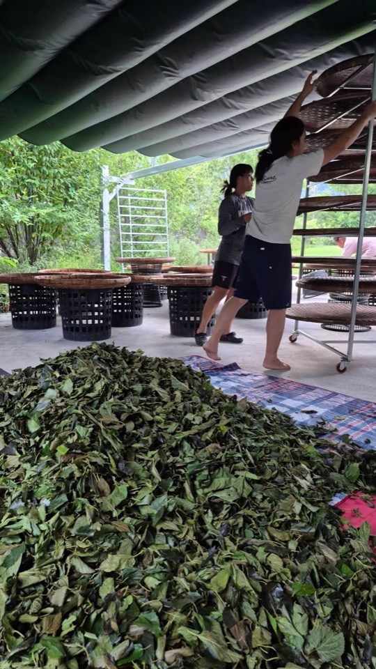 覺茶 Sati Tea 在 Threads 發文中使用的圖片